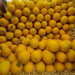 Moroccan yellow melon